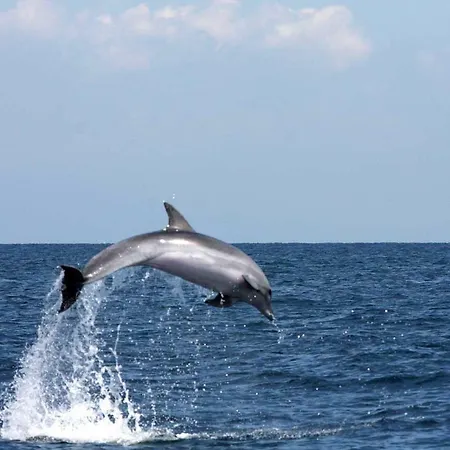 Ischia Dolphin Project * Ischia
