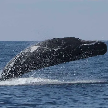 Ischia Dolphin Project