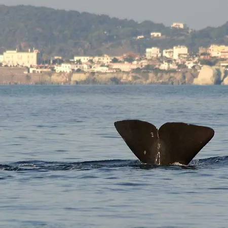 船上ホテル Ischia Dolphin Project *