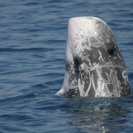 Ischia Dolphin Project 船上ホテル *