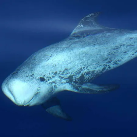 船上ホテル Ischia Dolphin Project *