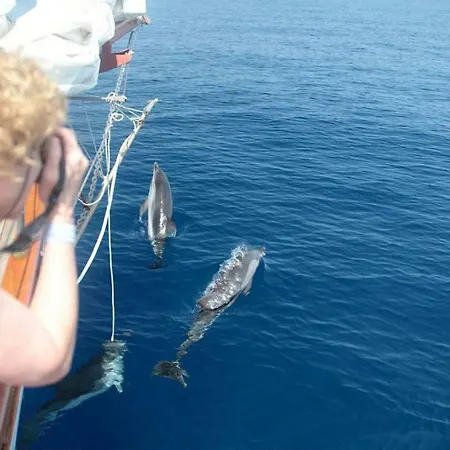 船上ホテル Ischia Dolphin Project