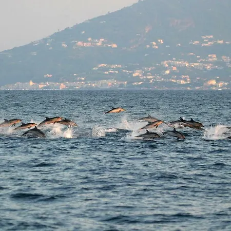 船上ホテル Ischia Dolphin Project *